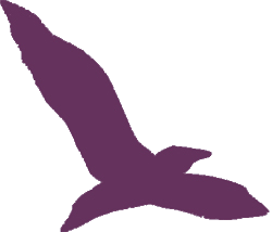 bird purple