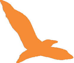 bird orange